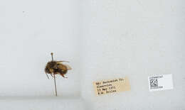 Image of Sitka bumble bee