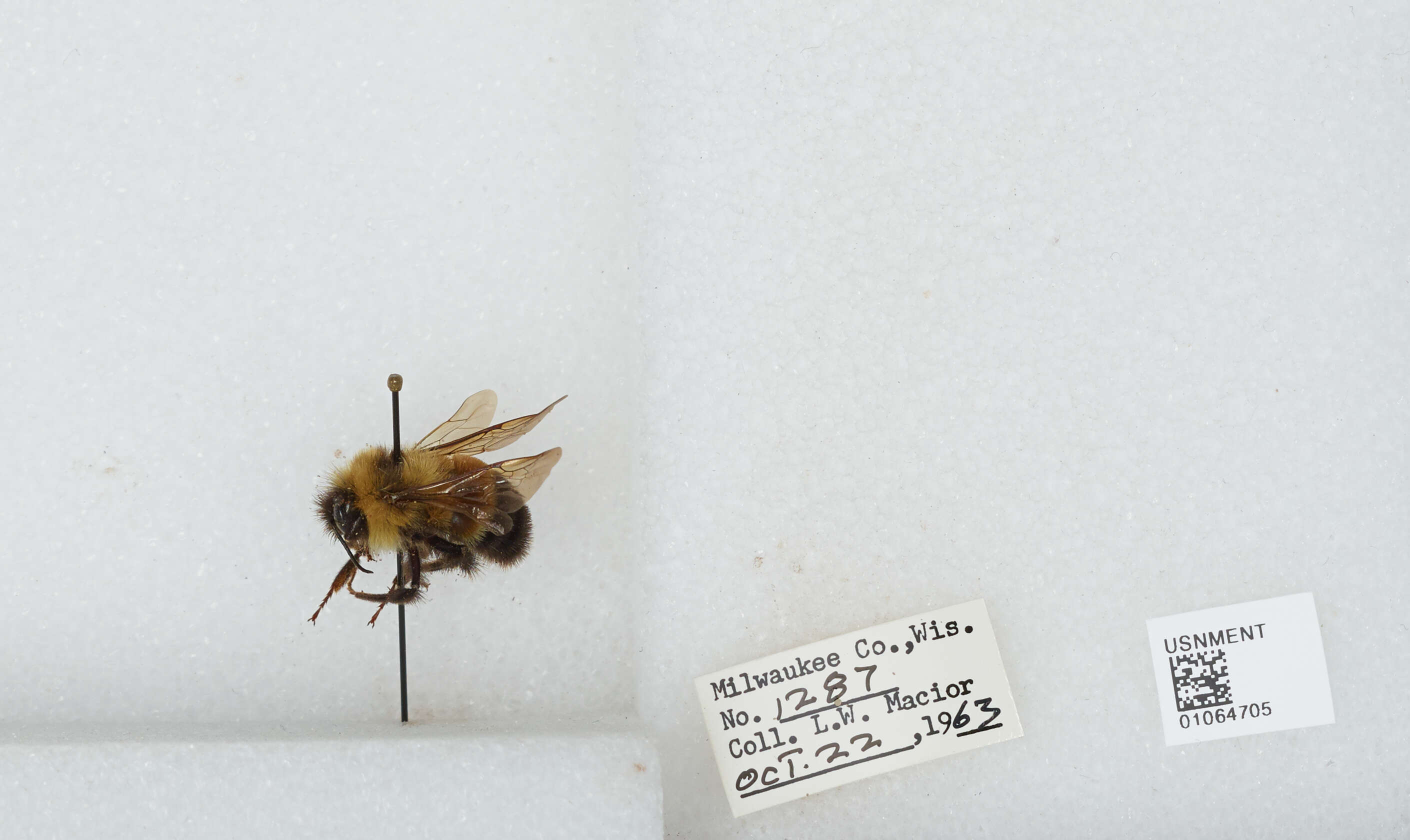 Слика од Bombus affinis Cresson 1864