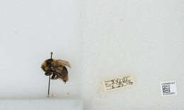 Image of Two Form Bumble Bee