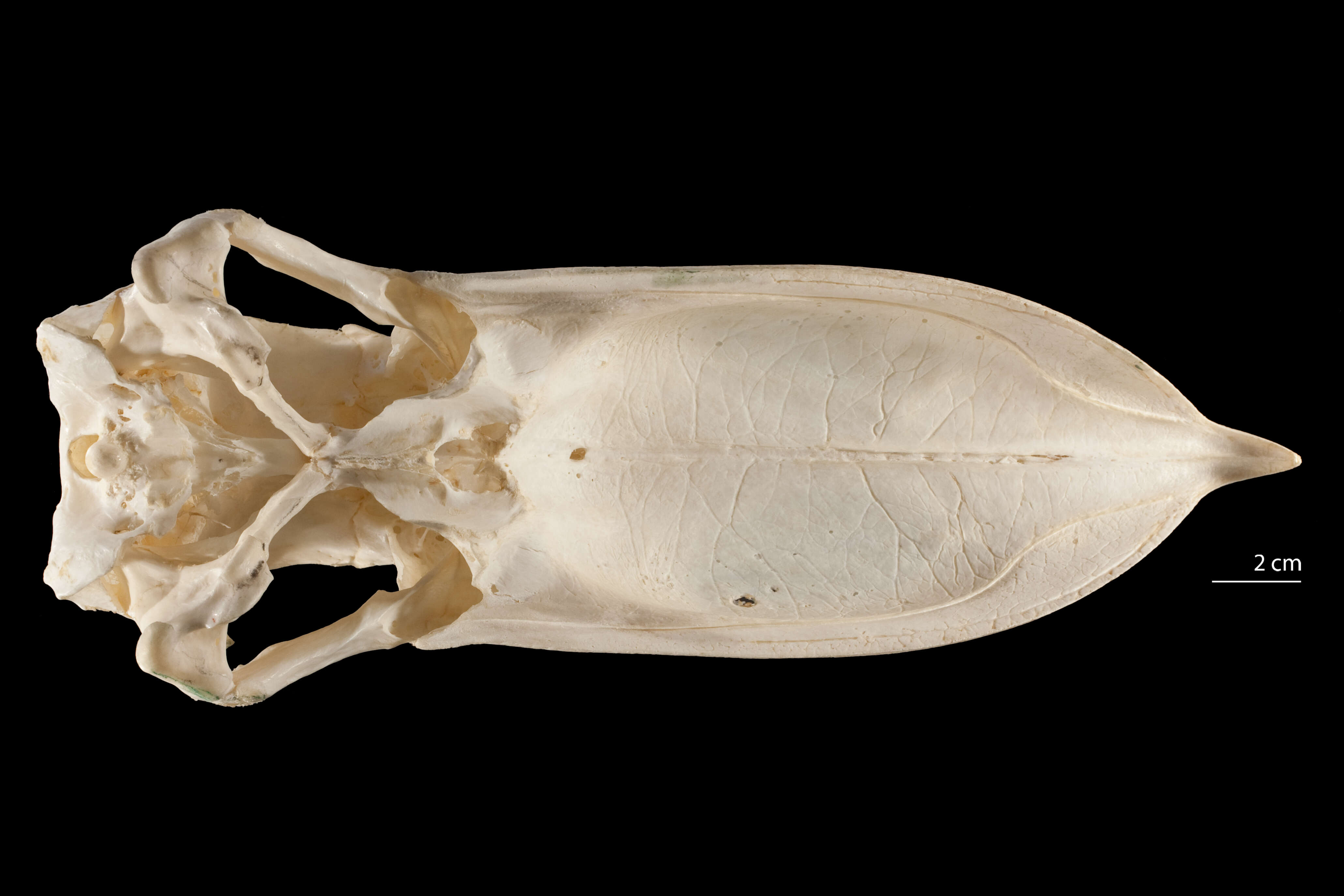 صورة Balaenicipitidae