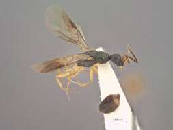 Image of Cladobethylus ceylonicus Krombein 1980