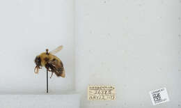 Image of Bombus vagans vagans Smith 1854