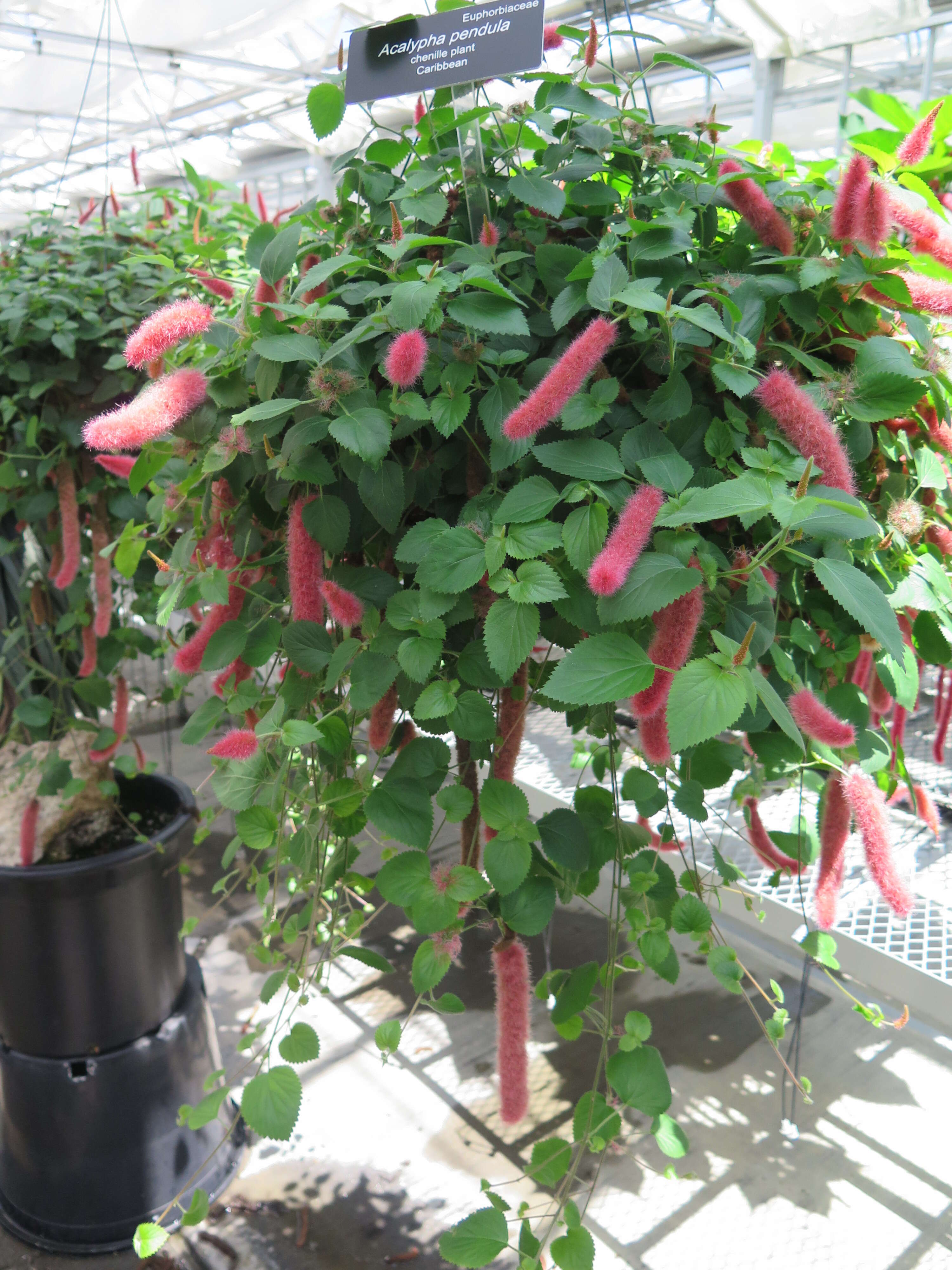 Image of Acalypha pendula C. Wright ex Griseb.