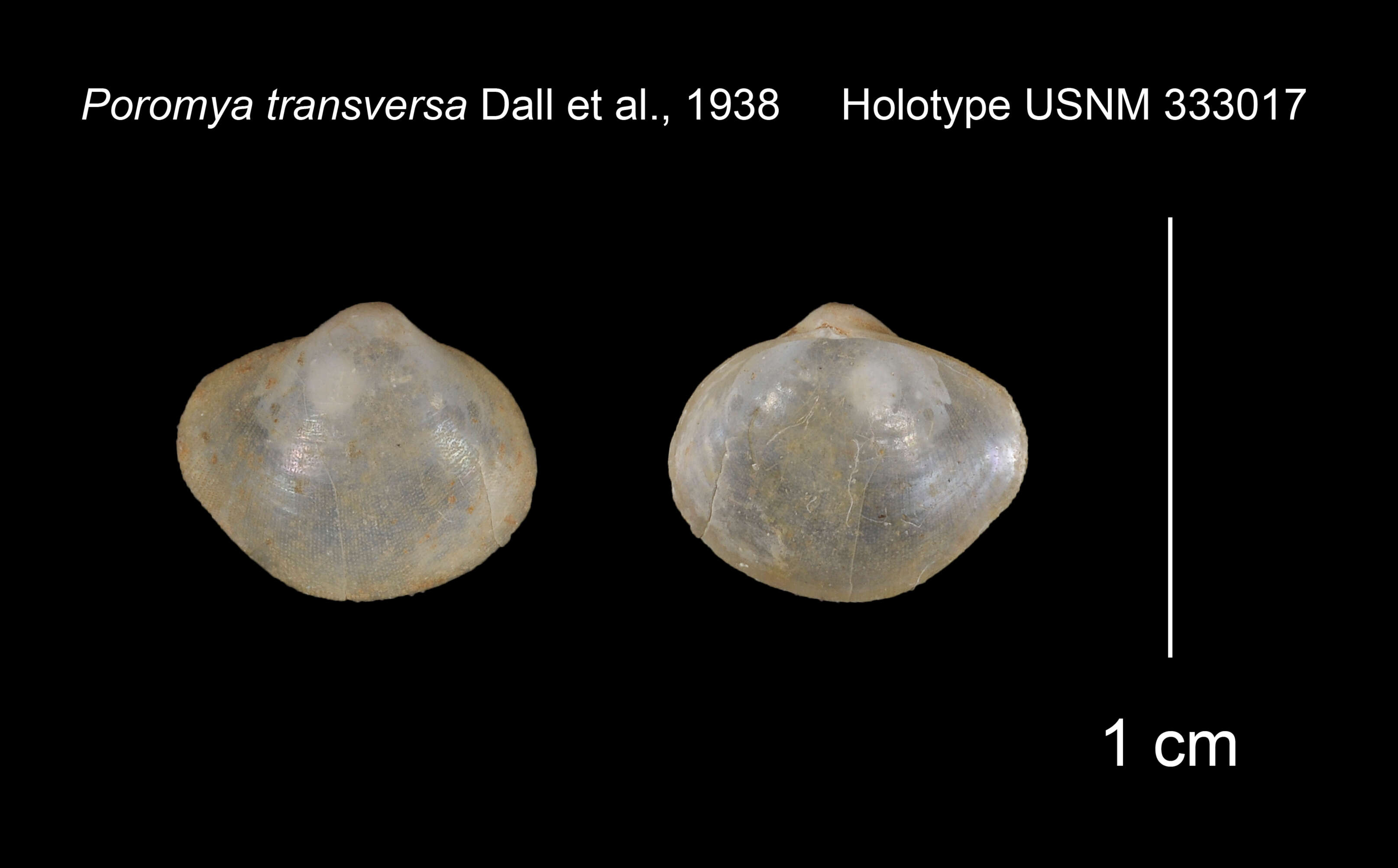 Imagem de Cetomya transversa (Dall, Bartsch & Rehder 1938)