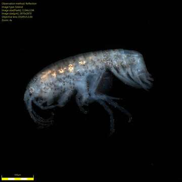 Image of Amphipoda