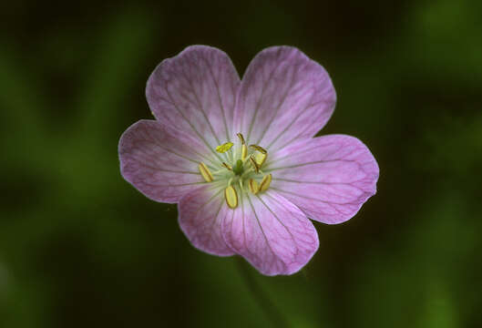 Image of spotted geranium