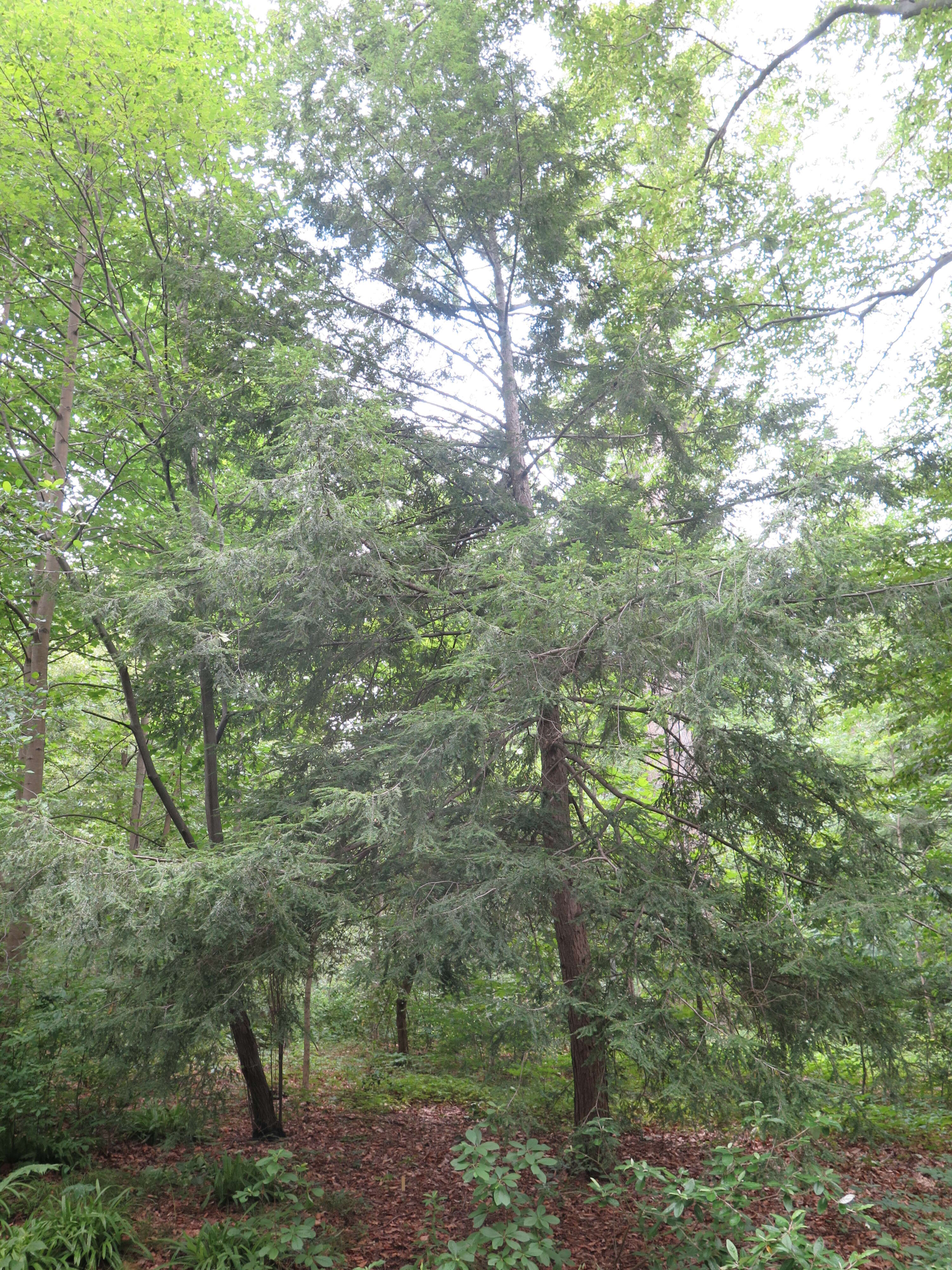 Image of eastern hemlock