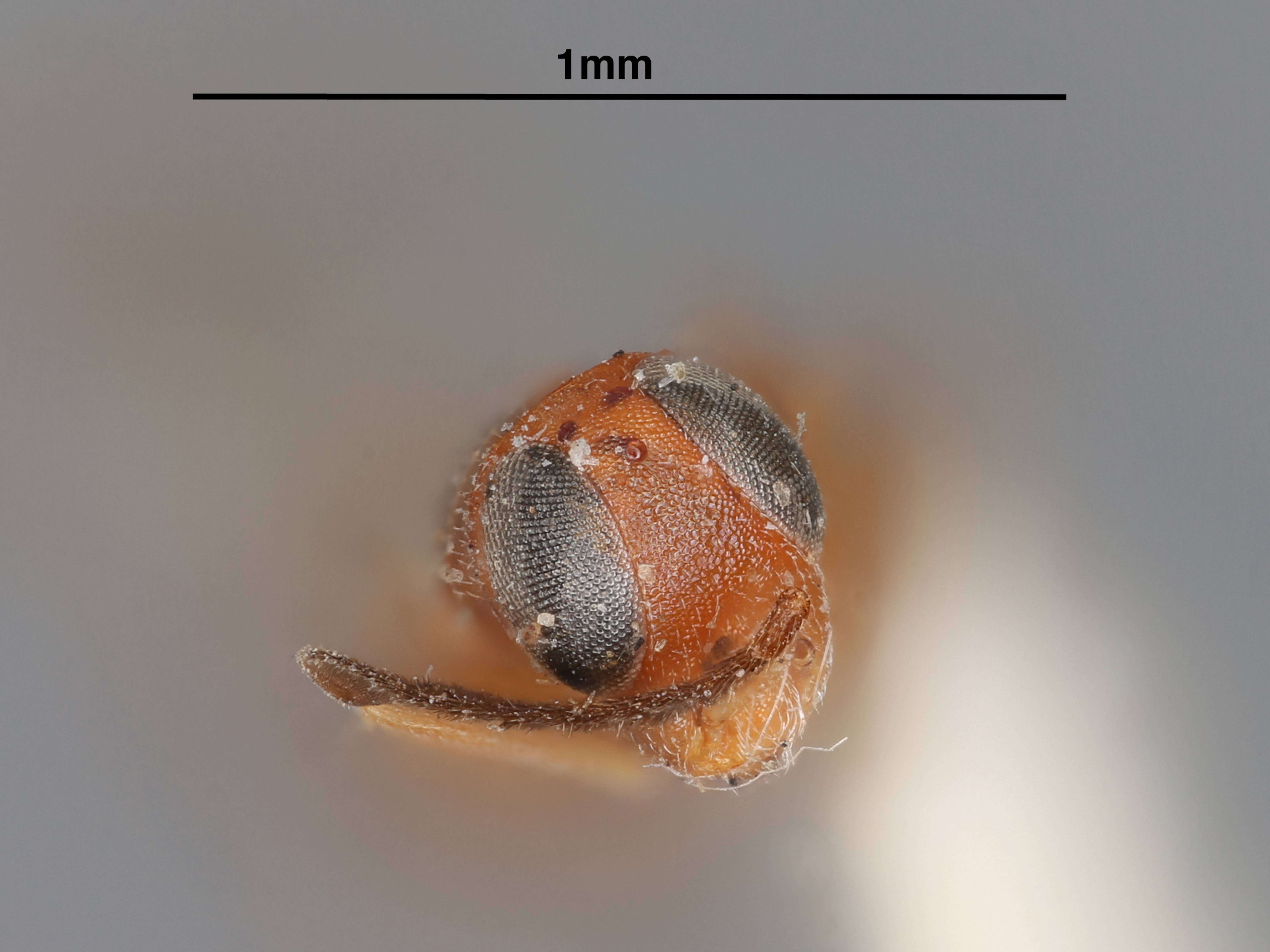 Image of Cheiloneurus banksi (Howard 1898)