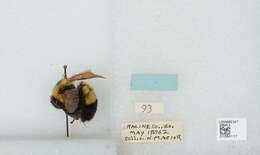 Слика од Bombus affinis Cresson 1864