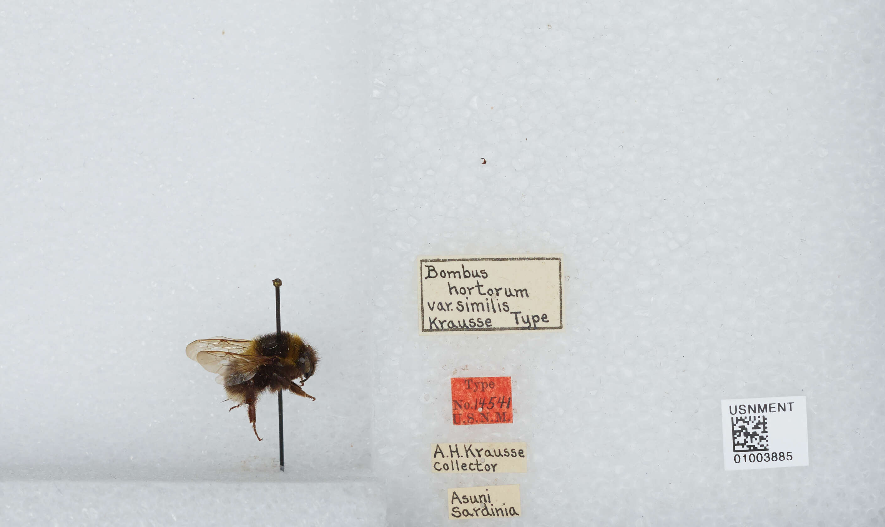 Plancia ëd Bombus hortorum (Linnaeus 1761)