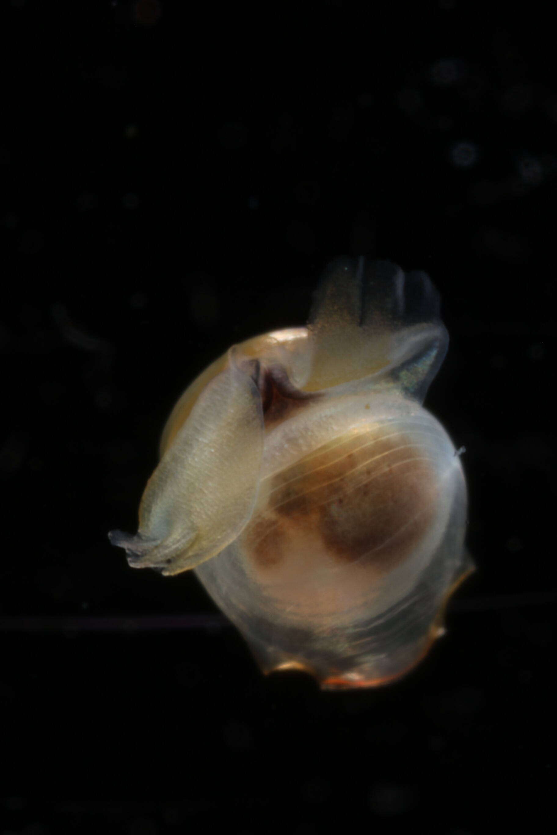 Image of Telodiacria Rampal 2019