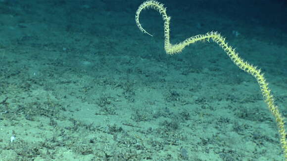 Image of compact bamboo coral