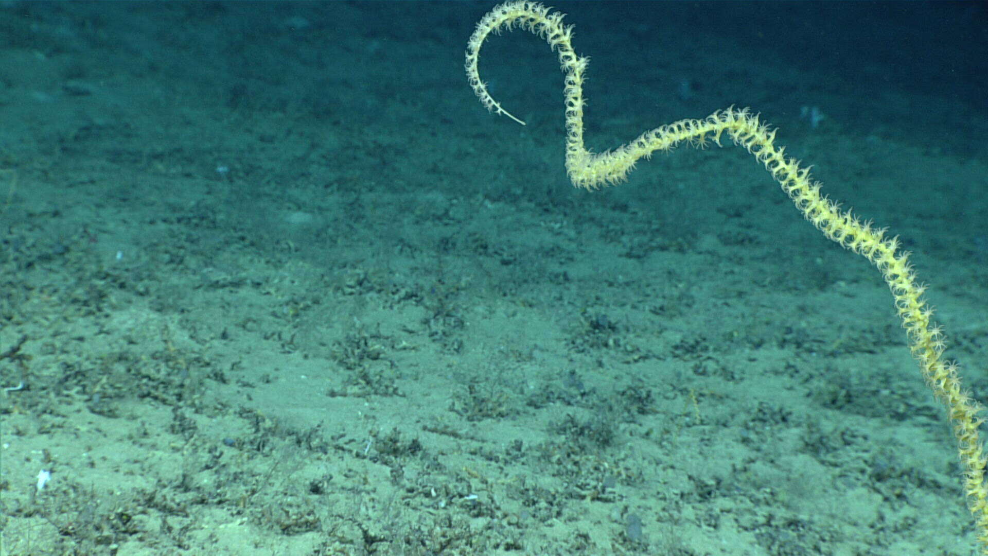 Image of compact bamboo coral