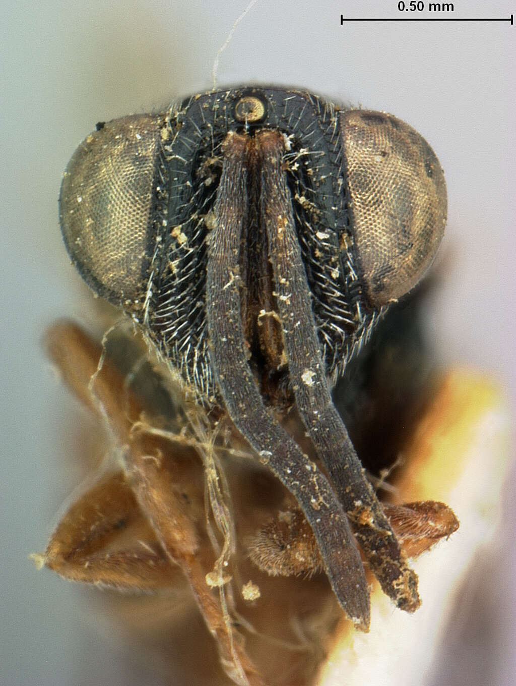 Image of Antrocephalus bicolor (Ashmead 1900)