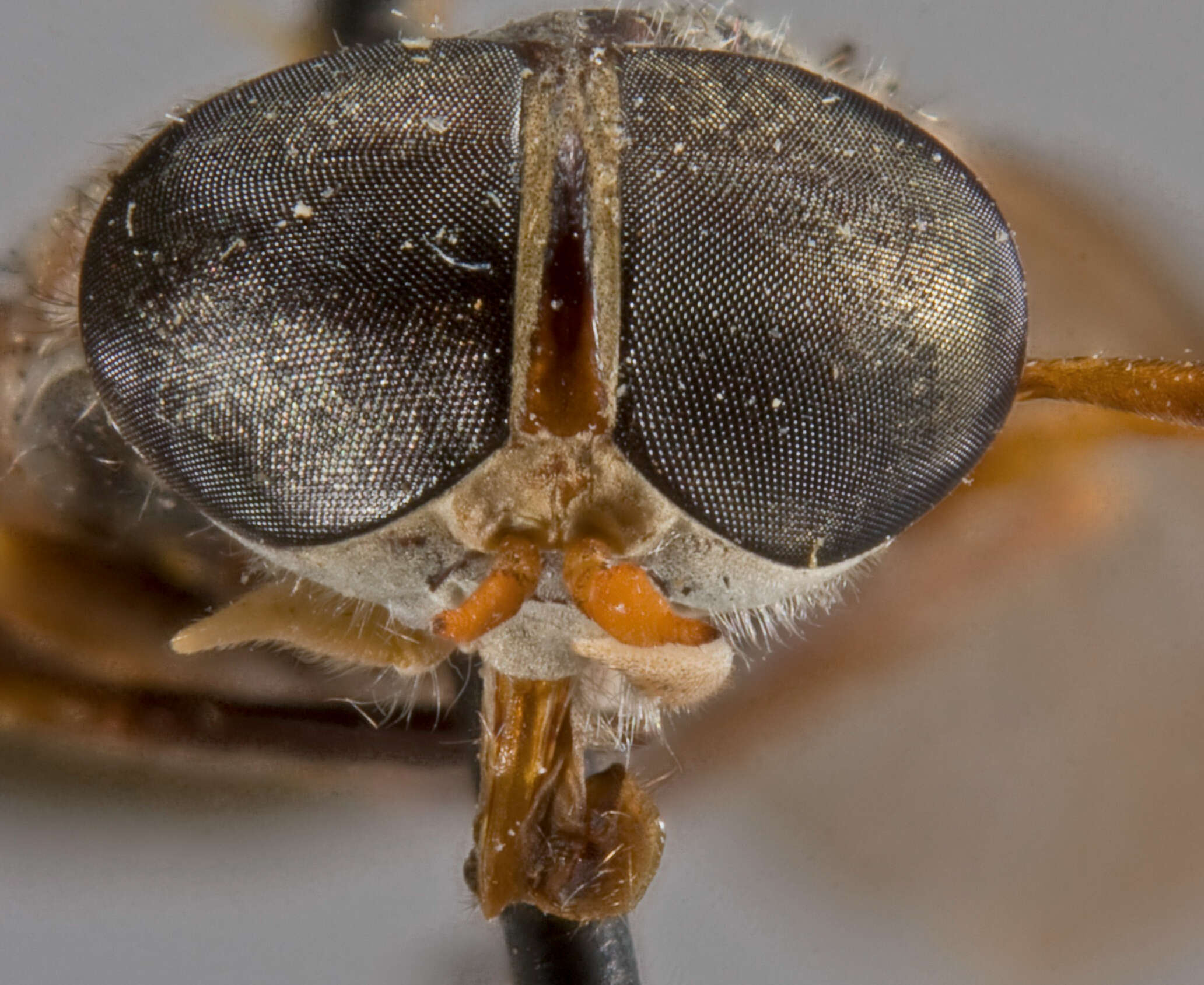 Image of Tabanus acuminaris Philip 1960