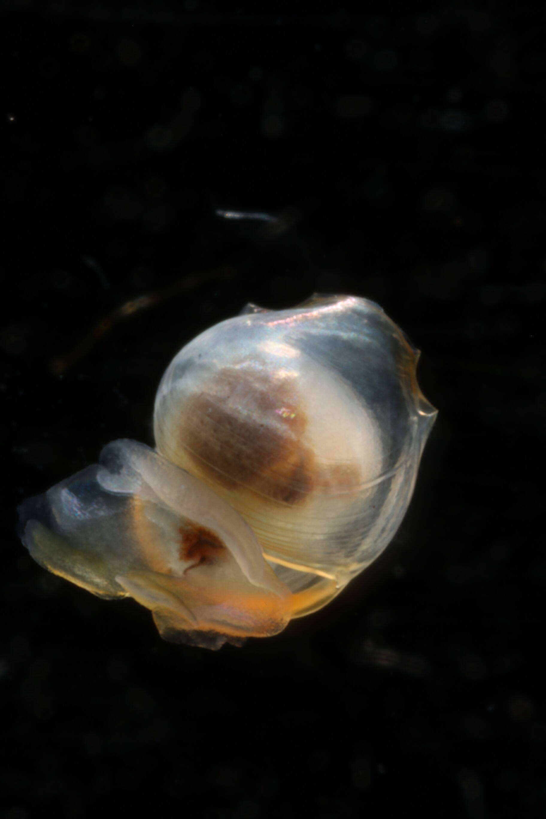Image of Telodiacria Rampal 2019