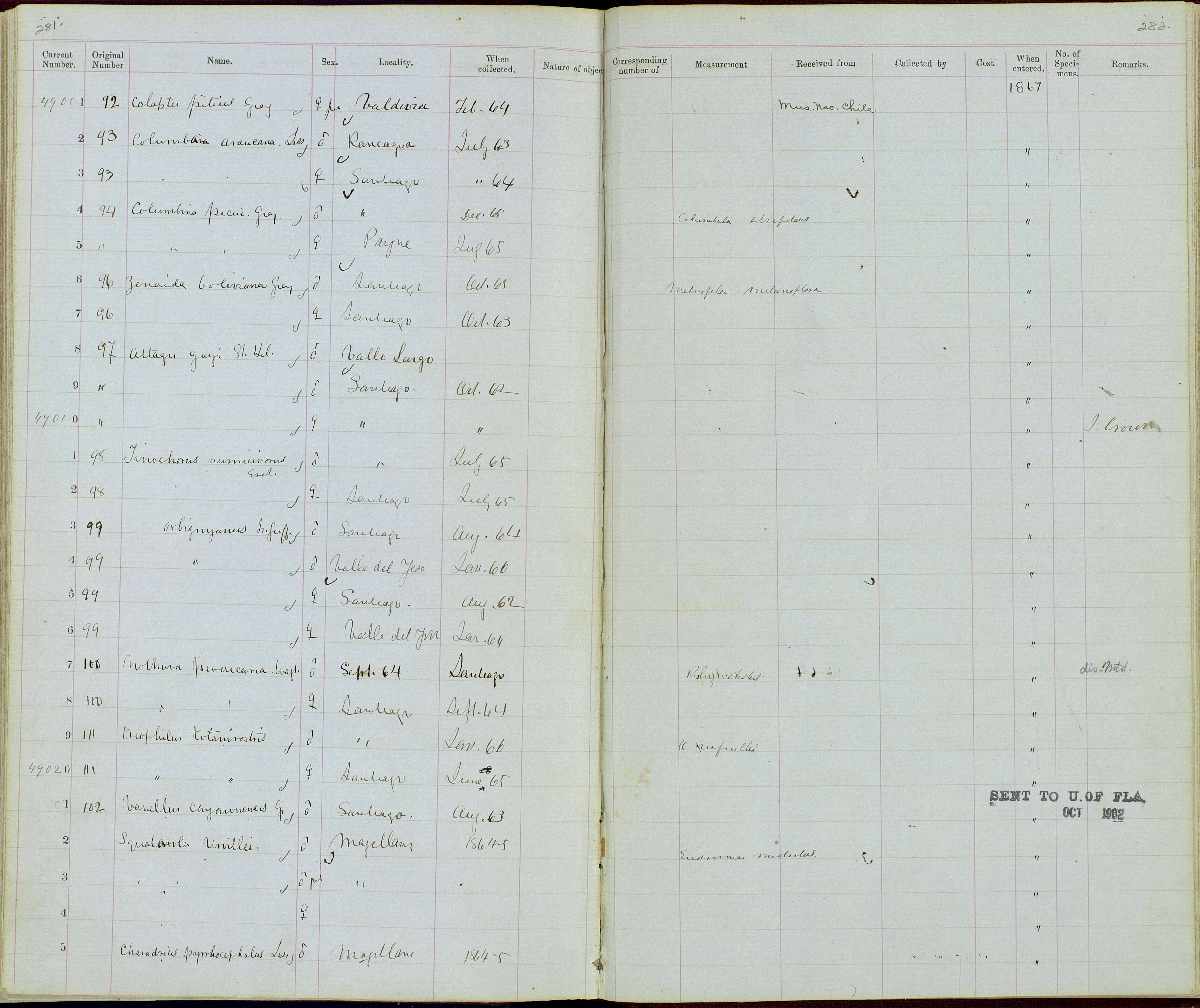 Image de Thinocorus orbignyianus orbignyianus Geoffroy Saint-Hilaire, I, Lesson & R 1831