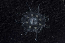 Image of crown jellyfish