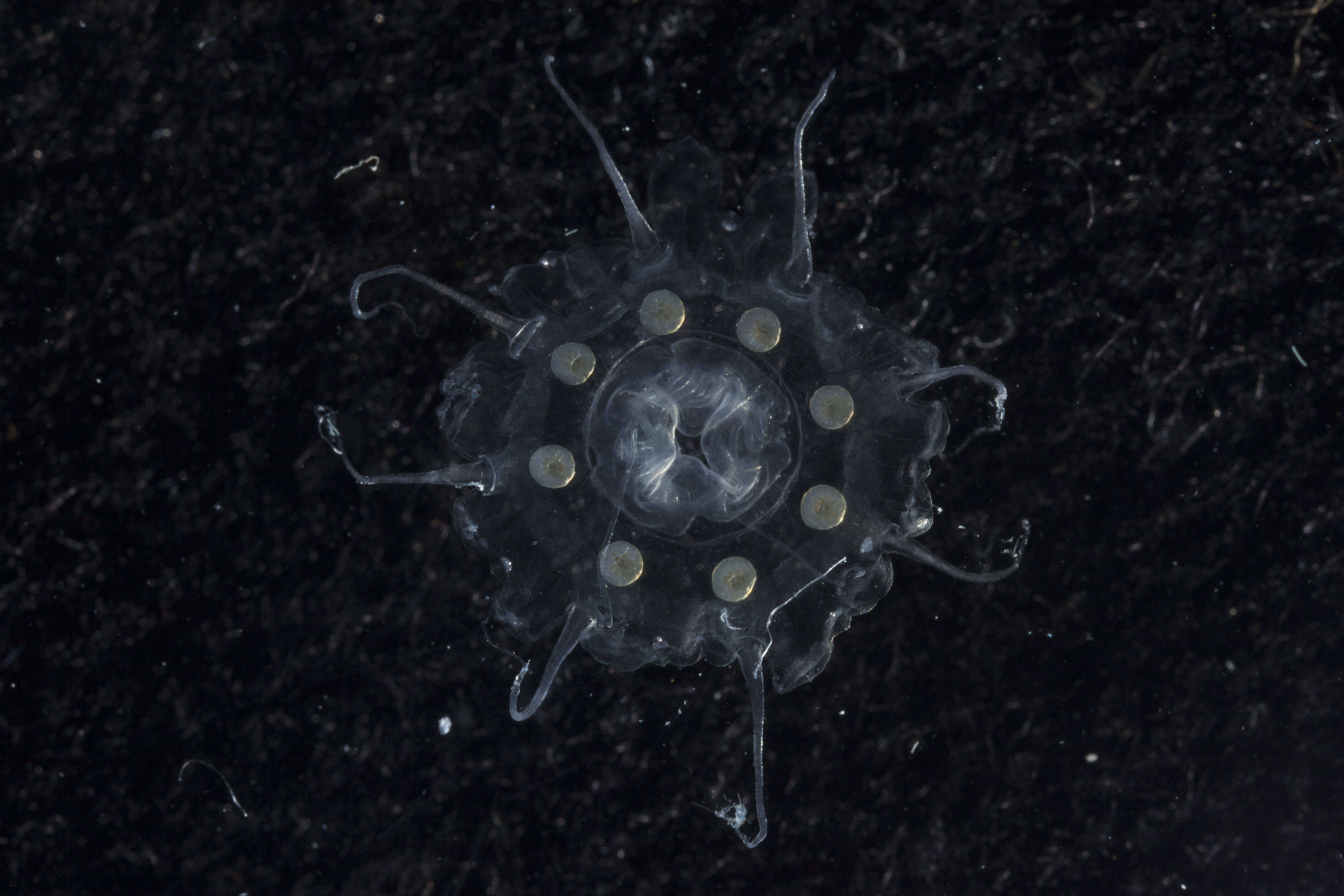 Image of crown jellyfish