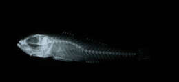 Image of Caesiura dwarfgoby