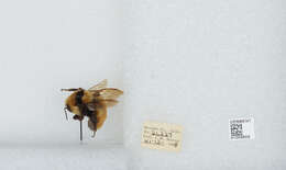 Слика од Bombus huntii Greene 1860