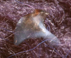 Image of Wonderful firefly squid