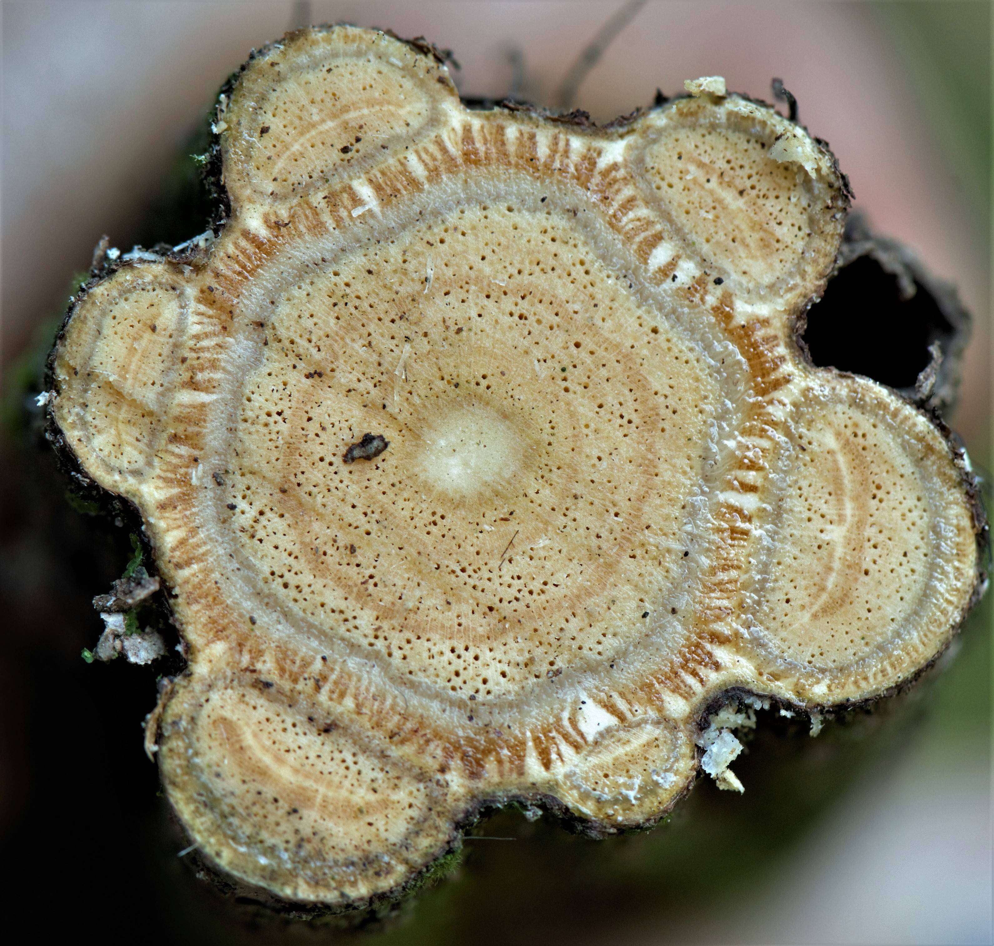 Image of Thinouia ventricosa Radlk.