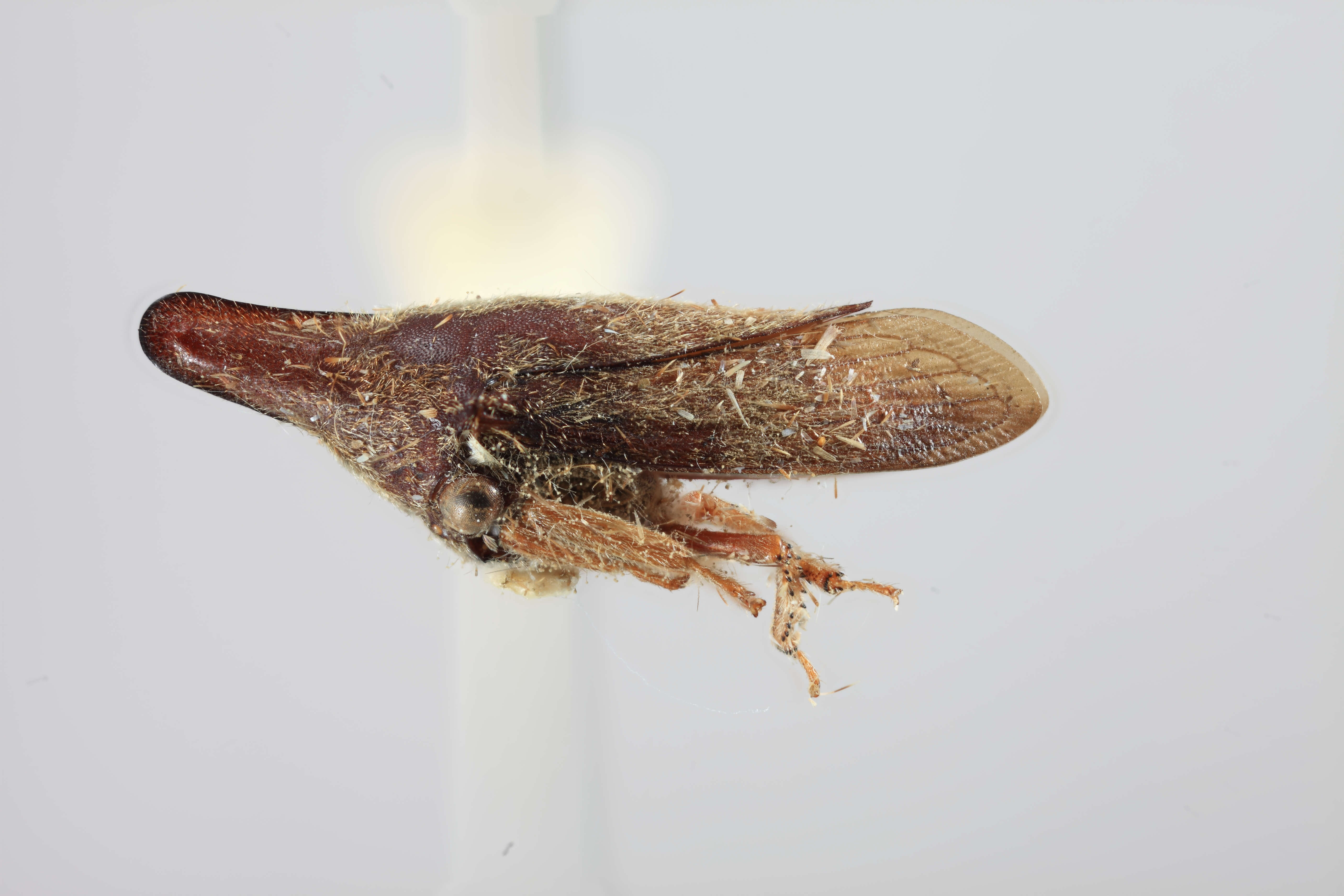 Image of Calloconophora veracruzensis Dietrich