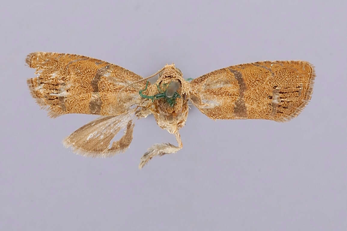 Image of Filbertworm Moth