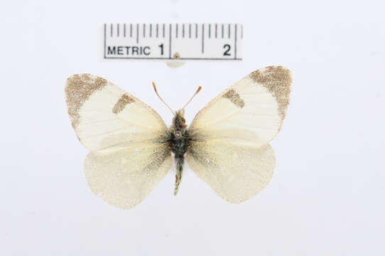 صورة <i>Euchloe penia</i>