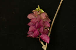 Image of Ipomoea bracteata Cav.