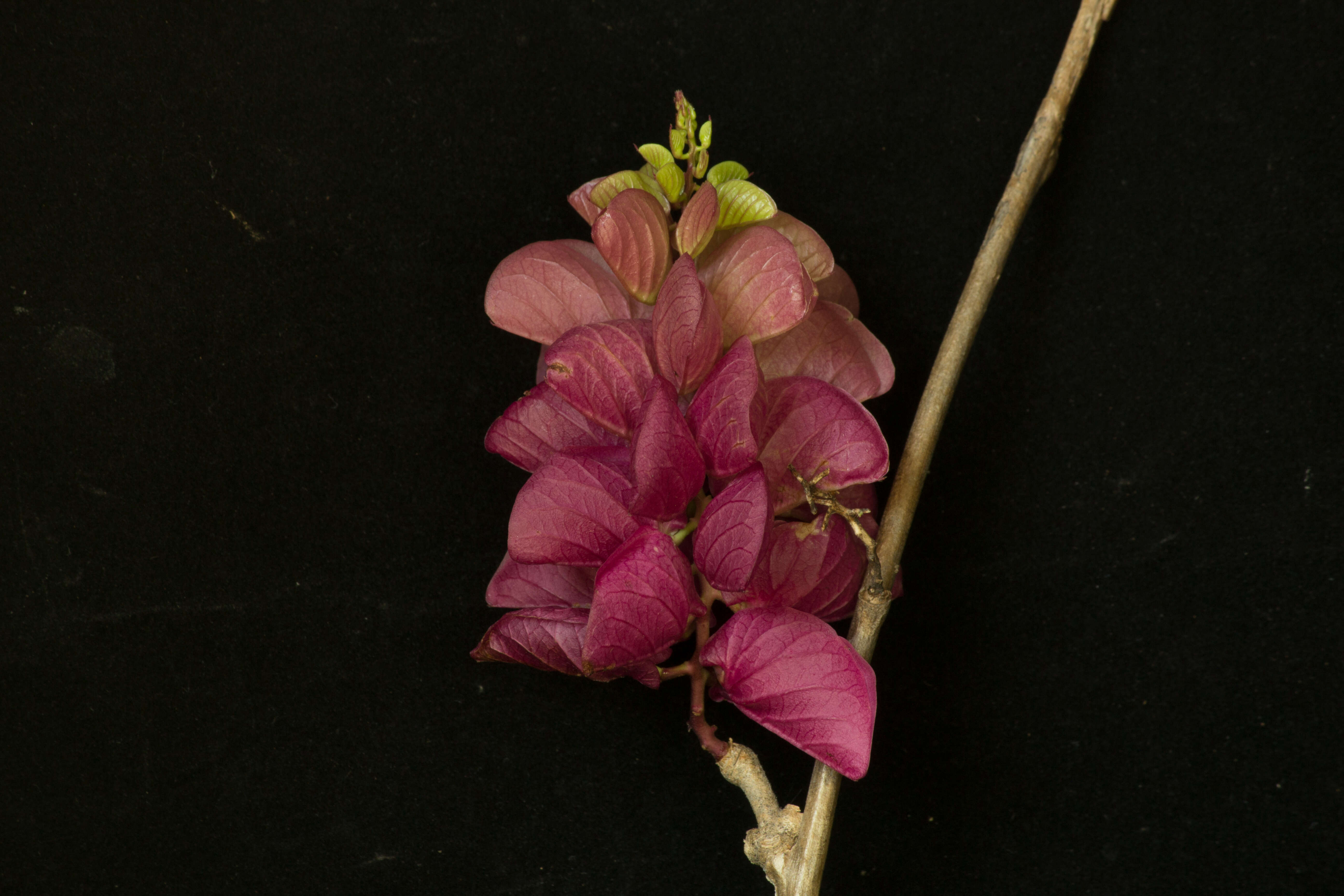 Image of Ipomoea bracteata Cav.