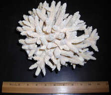 Image of Eight-ray finger coral