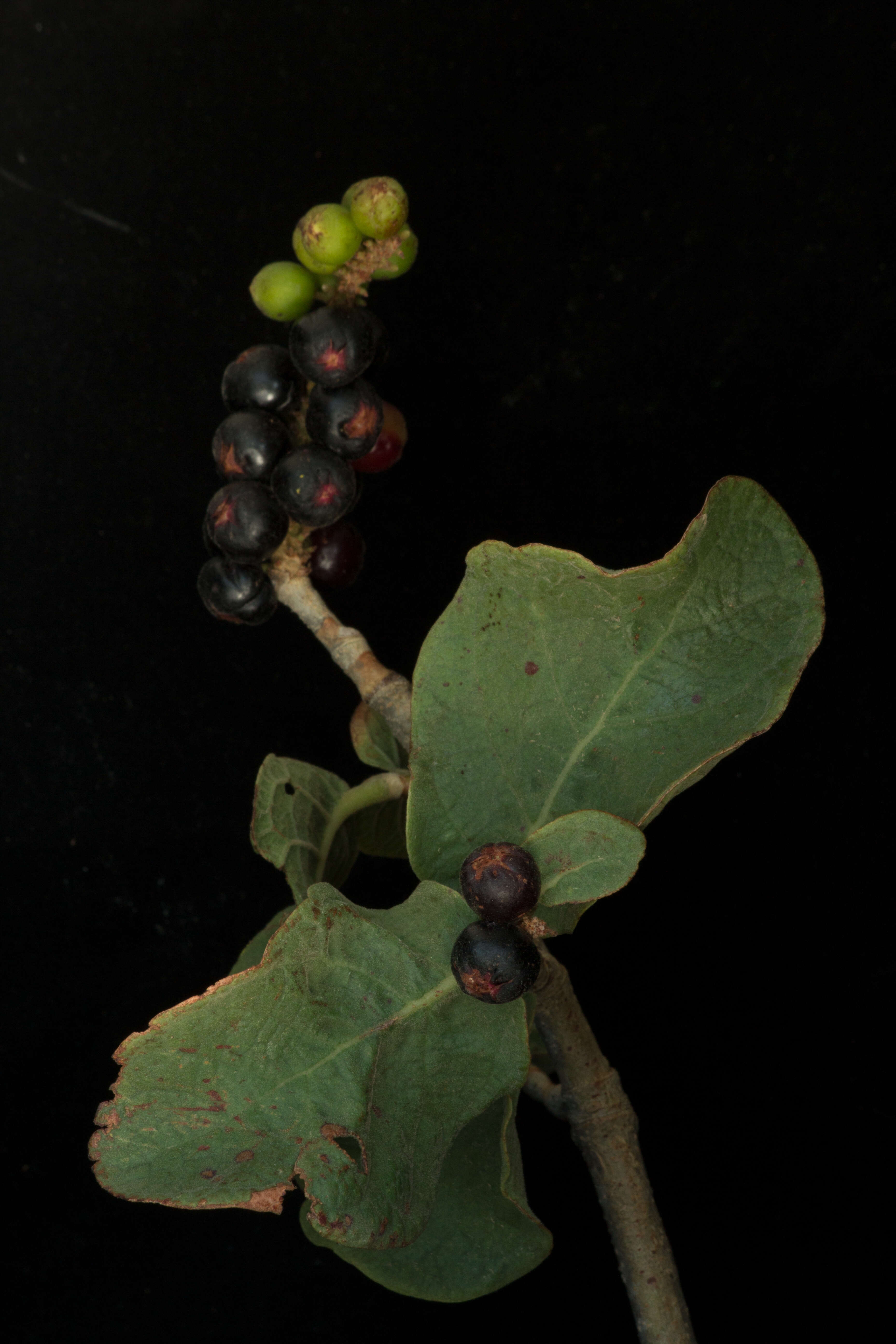 Coccoloba liebmannii Lindau resmi