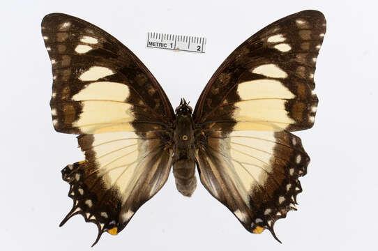 Imagem de Charaxes superbus Schultze 1908