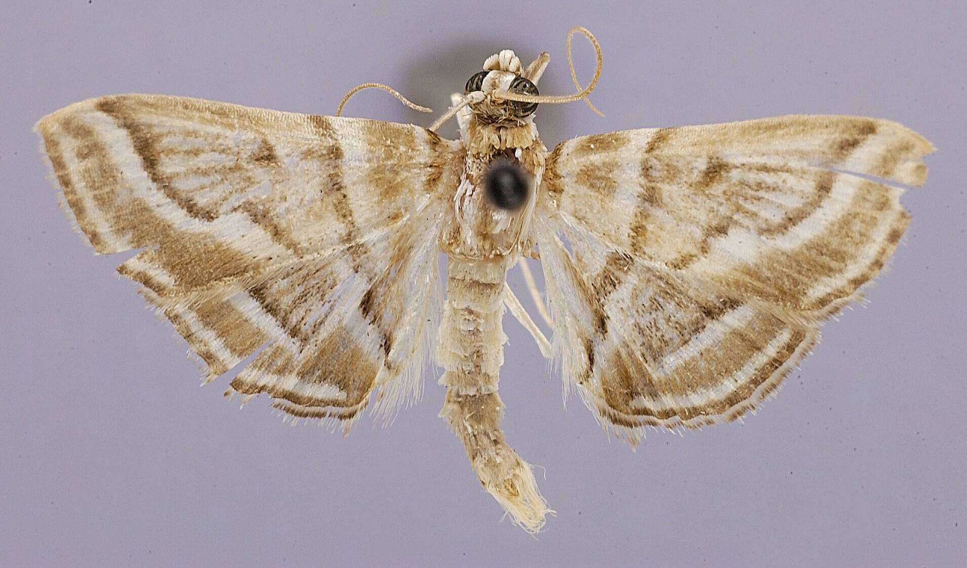 Image of Dichocrocis galmeralis Schaus 1927