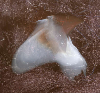 Image of Bonpland's squid