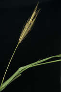 Image of Kleberg's bluestem