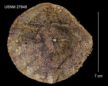 Image of Sperosoma obscurum A. Agassiz & H. L. Clark 1907