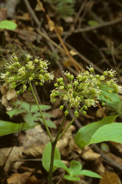 Image of wild sarsaparilla