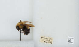 Слика од Bombus perplexus Cresson 1864