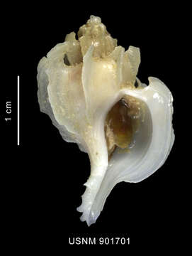 Image of Trophon paucilamellatus Powell 1951