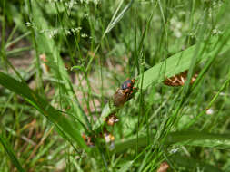 Image of Decim Periodical Cicada