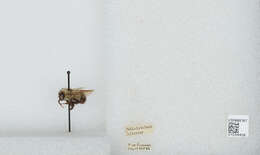 Image of Bombus vagans vagans Smith 1854