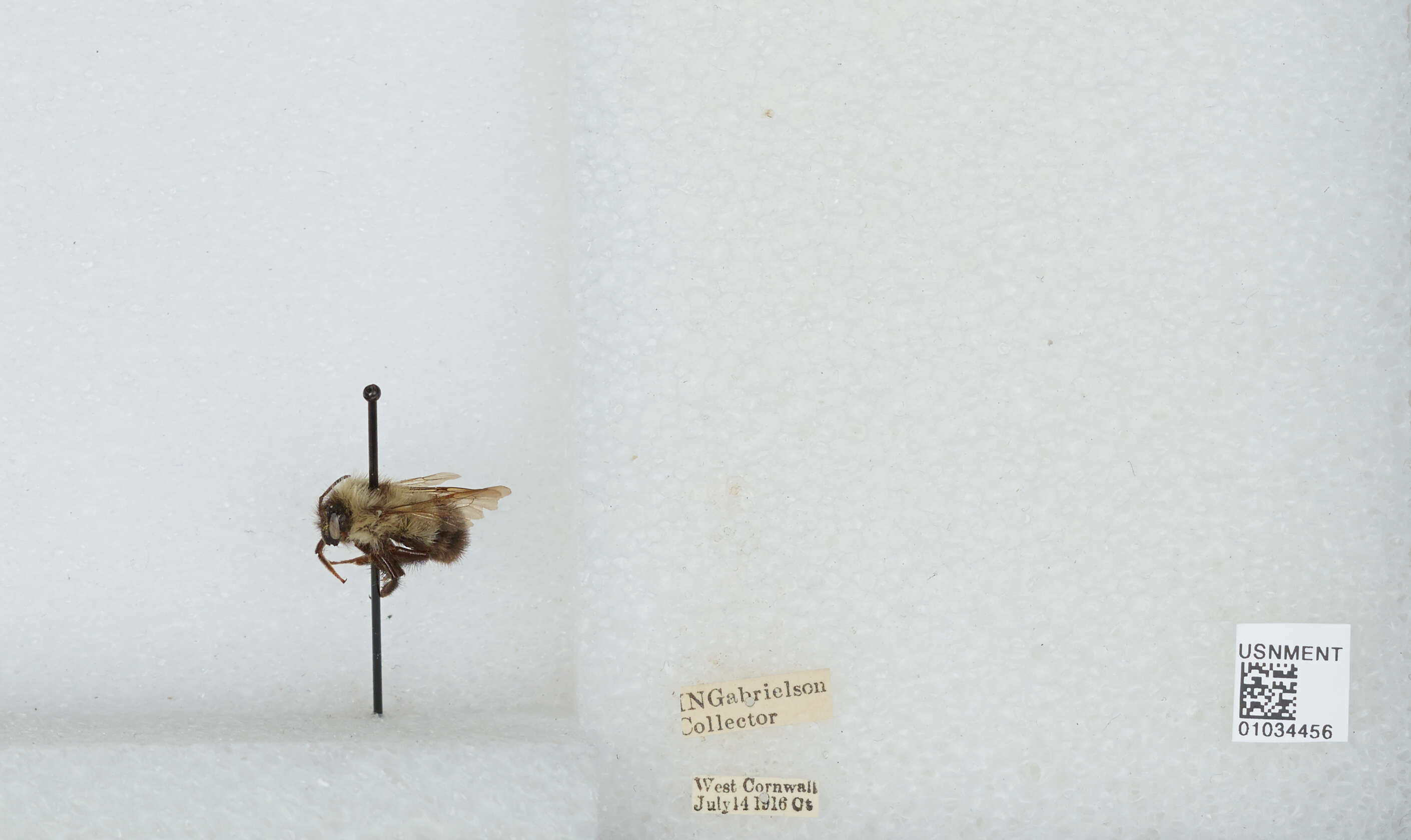 Image of Bombus vagans vagans Smith 1854