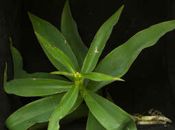 Image of Tradescantia Ruppius ex L.