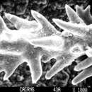 Image of Lepidopora acrolophos Cairns 1983