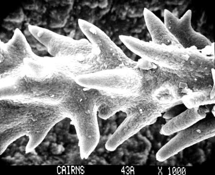 Image of Lepidopora acrolophos Cairns 1983