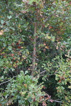 Image of Quercus margarettae (Ashe) Small