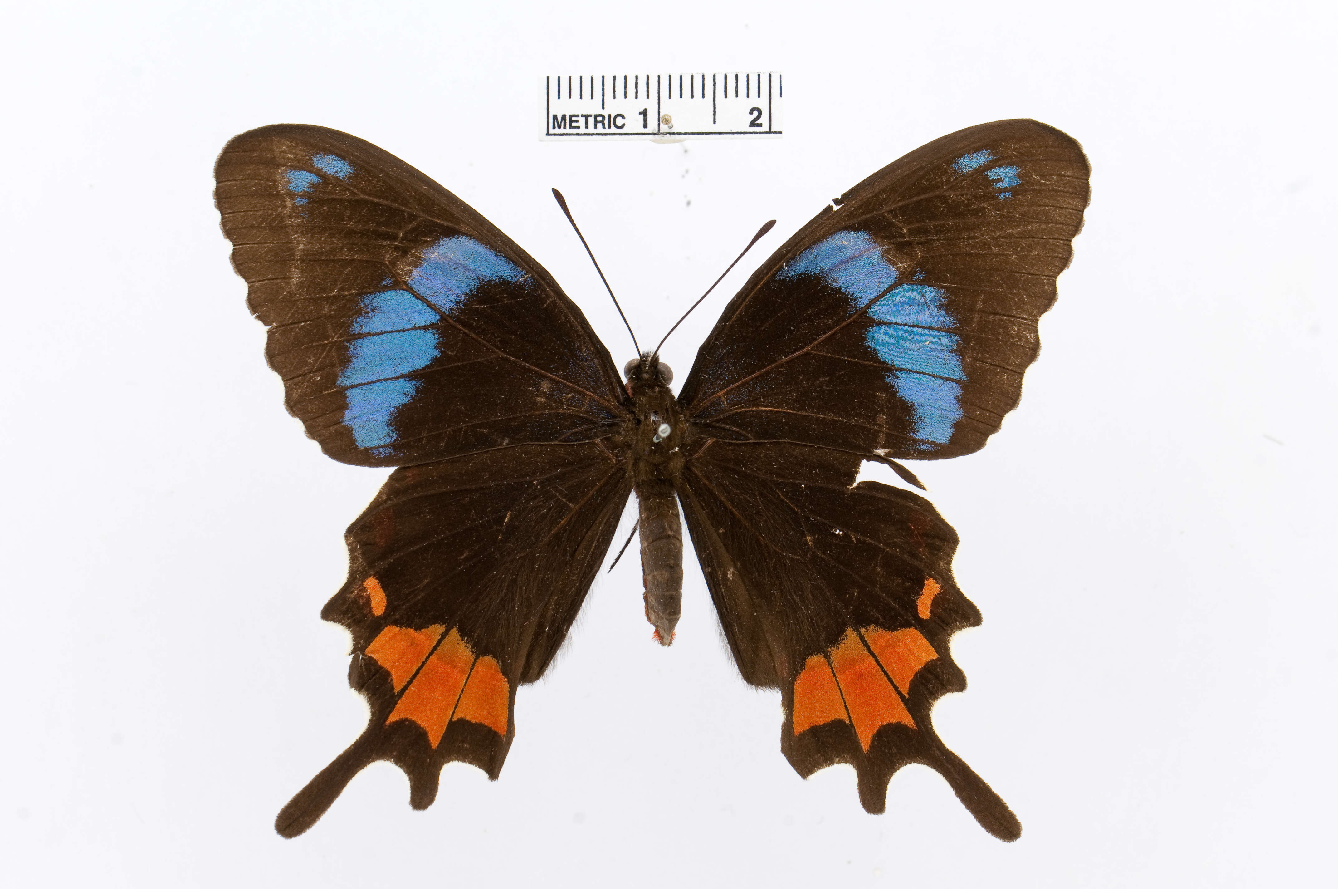 Слика од Parides gundlachianus (Felder & Felder 1864)